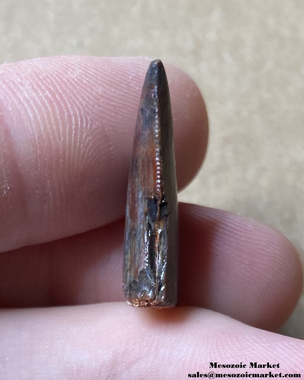 An image of the distal side of a fossilized tooth from an unknown dinosaur.