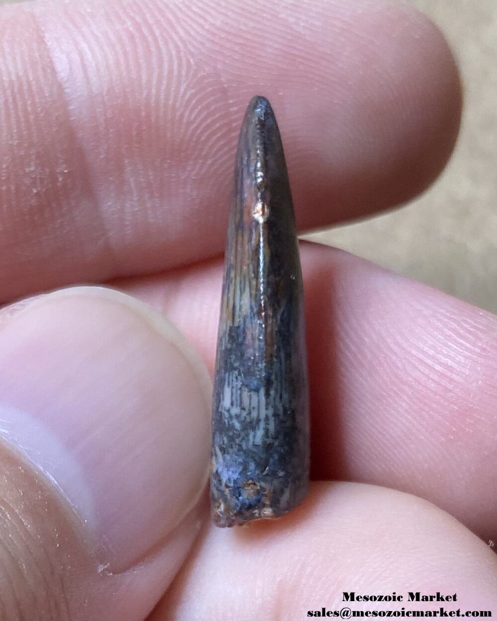 An image of the mesial side of a fossilized tooth from an unknown dinosaur.