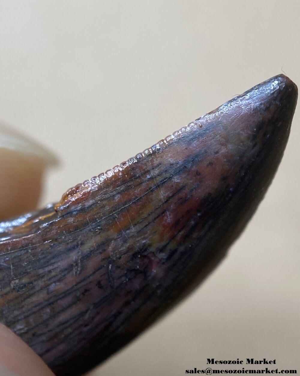 An image showing the closeup view of the distal serrations of an unknown dinosaur tooth.