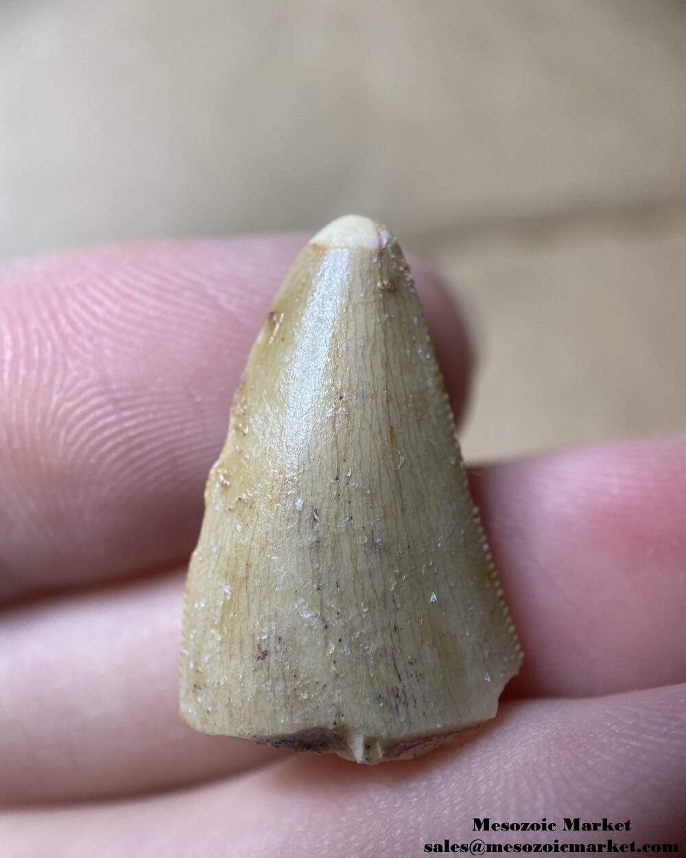 An image of a fossilized tooth tip from a carcharodontosaurid dinosaur.