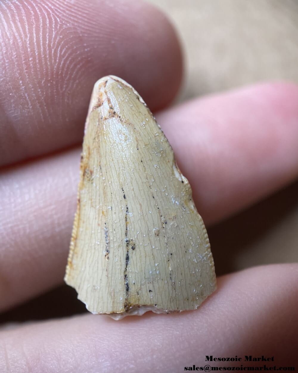 An image of a fossilized tooth tip from a carcharodontosaurid dinosaur.