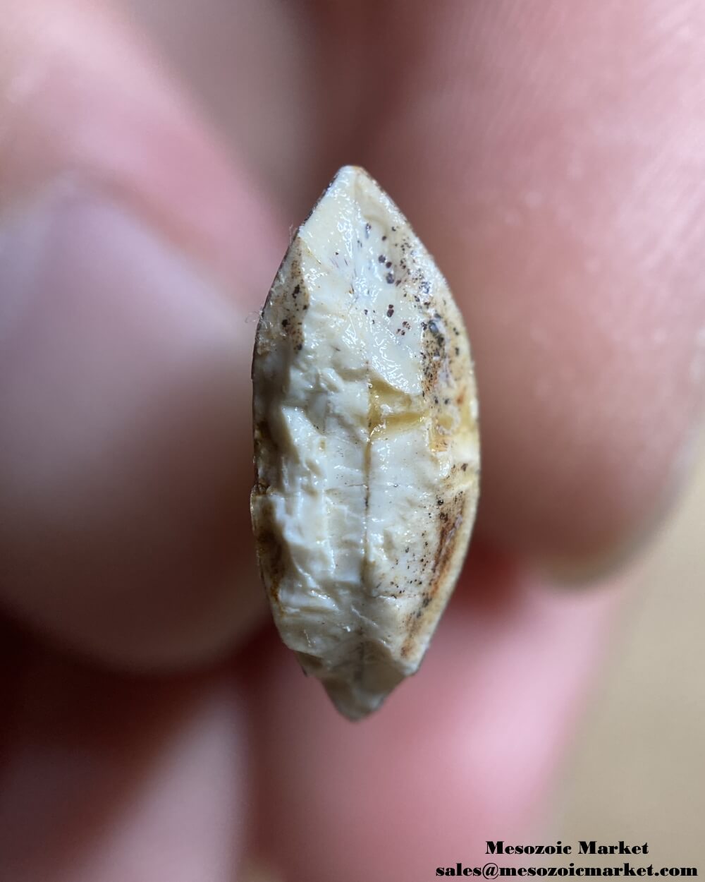 An image of a fossilized tooth tip cross-section from a carcharodontosaurid dinosaur.