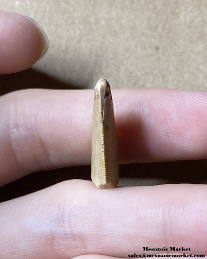 An image of a the distal side of a fossilized tooth tip from a carcharodontosaurid dinosaur.