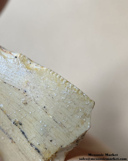 An image of a closeup view of the mesial side of a fossilized tooth tip of a carcharodontosaurid dinosaur.