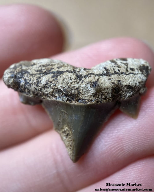 Fossilized shark tooth from a Cretolamna biauriculata. #MAR18521-1