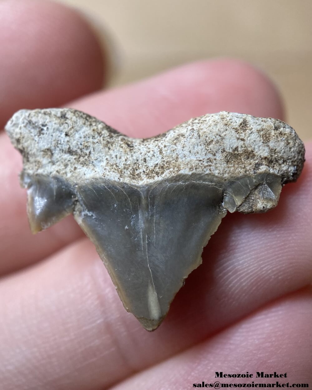 Fossilized shark tooth from a Cretolamna biauriculata. #MAR18521-2