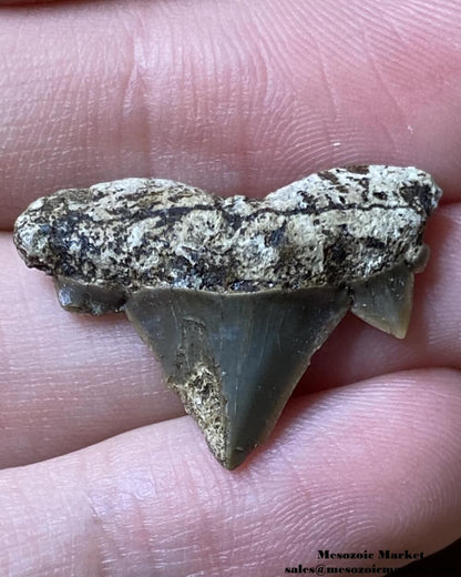 Fossilized shark tooth from a Cretolamna biauriculata. #MAR18521-3