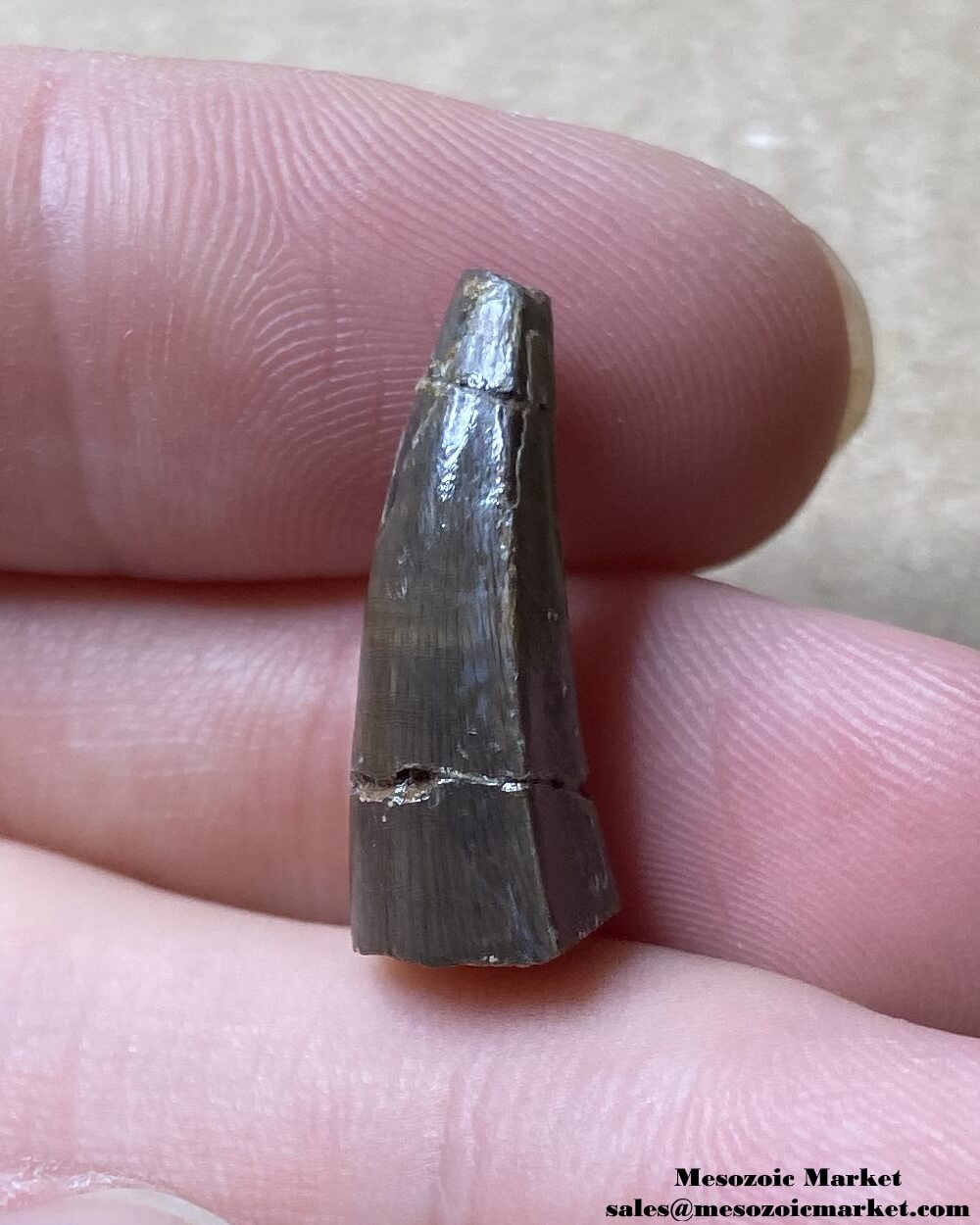 An image of a repaired fossilized tooth from an extinct crocodylomorph.