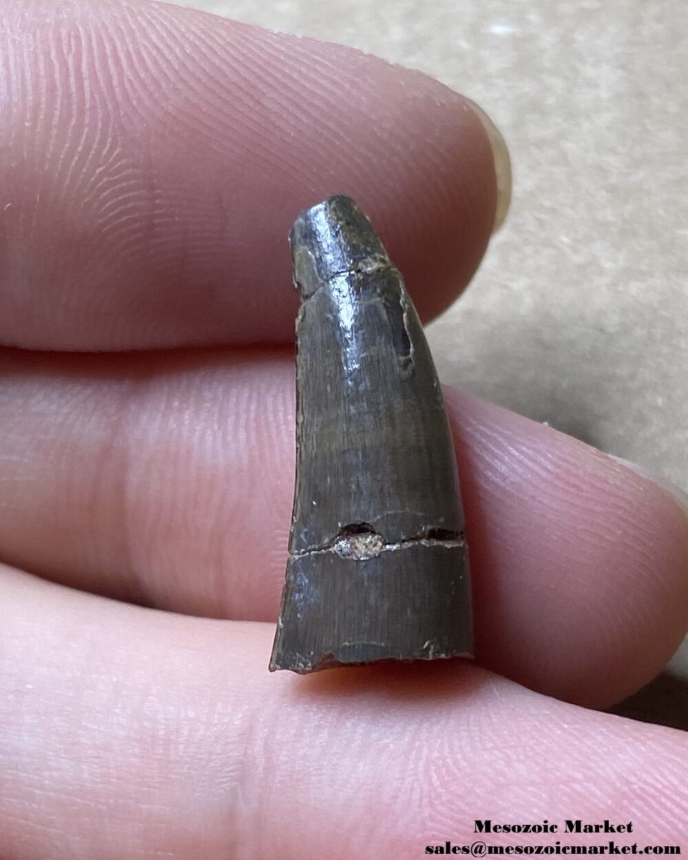 An image of a repaired fossilized tooth from an extinct crocodylomorph.