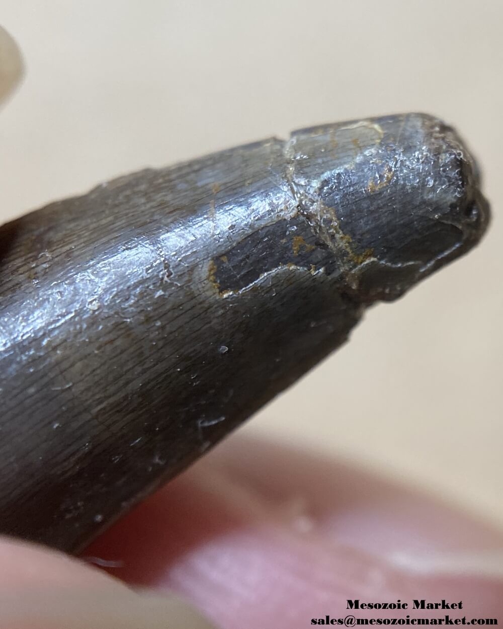 An image showing the closeup view of the repaired section of an extinct crocodylomorph tooth.