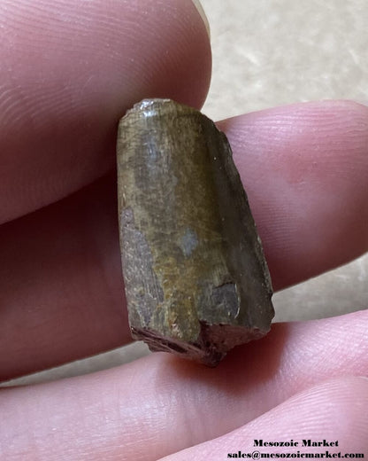 An image of a fossilized tooth from an extinct crocodylomorph.