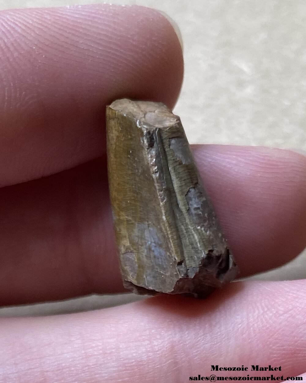 An image of a fossilized tooth from an extinct crocodylomorph.