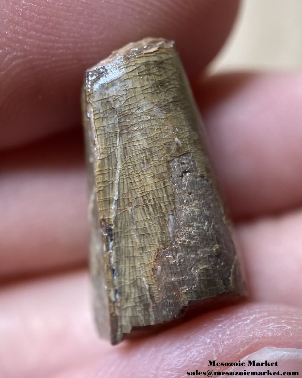 An image showing the closeup view of an extinct crocodylomorph tooth.