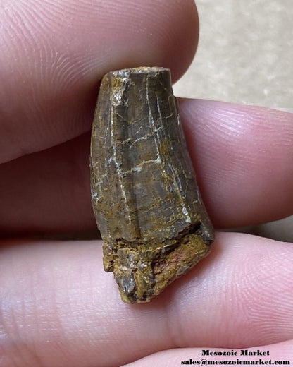 An image of a fossilized tooth from an extinct crocodylomorph.