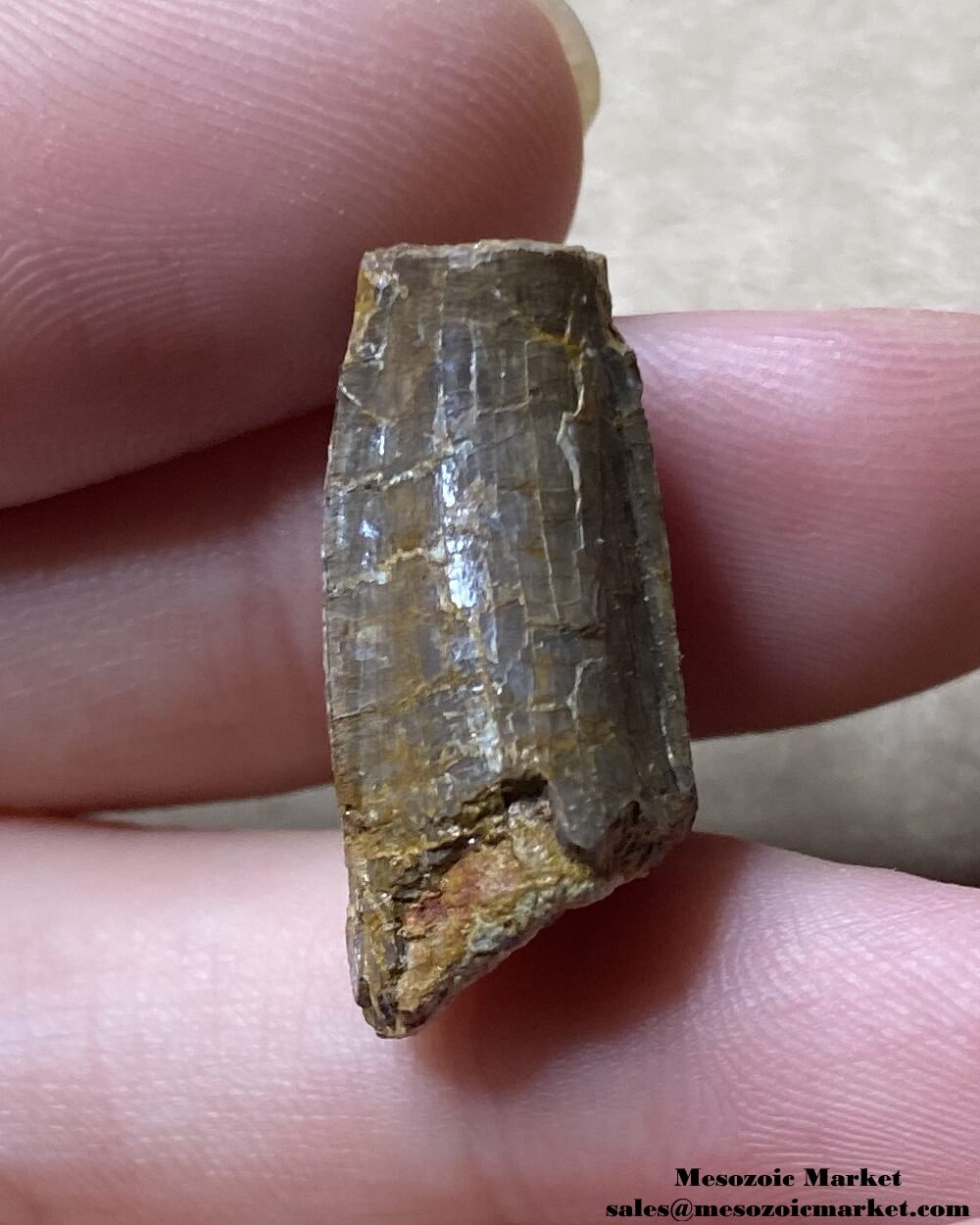 An image of a fossilized tooth from an extinct crocodylomorph.