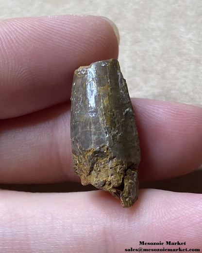 An image of a fossilized tooth from an extinct crocodylomorph.