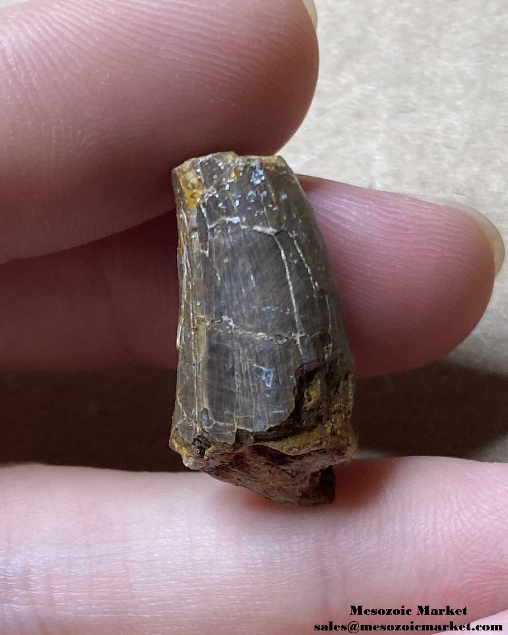 An image of a fossilized tooth from an extinct crocodylomorph.