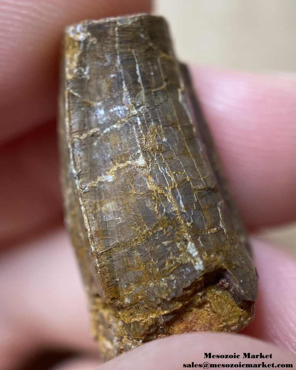 An image showing the closeup view of an extinct crocodylomorph tooth.