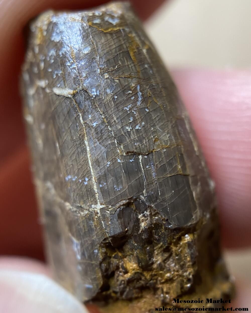 An image showing the closeup view of an extinct crocodylomorph tooth.