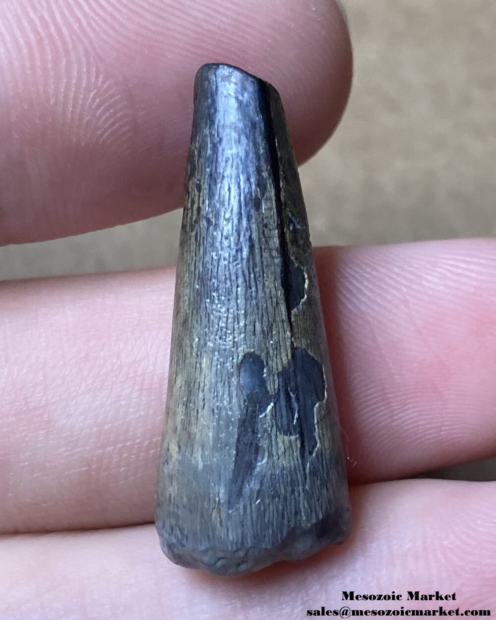 An image of a fossilized tooth from an extinct crocodylomorph.