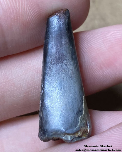 An image of a desert worn fossilized tooth from an extinct crocodylomorph.