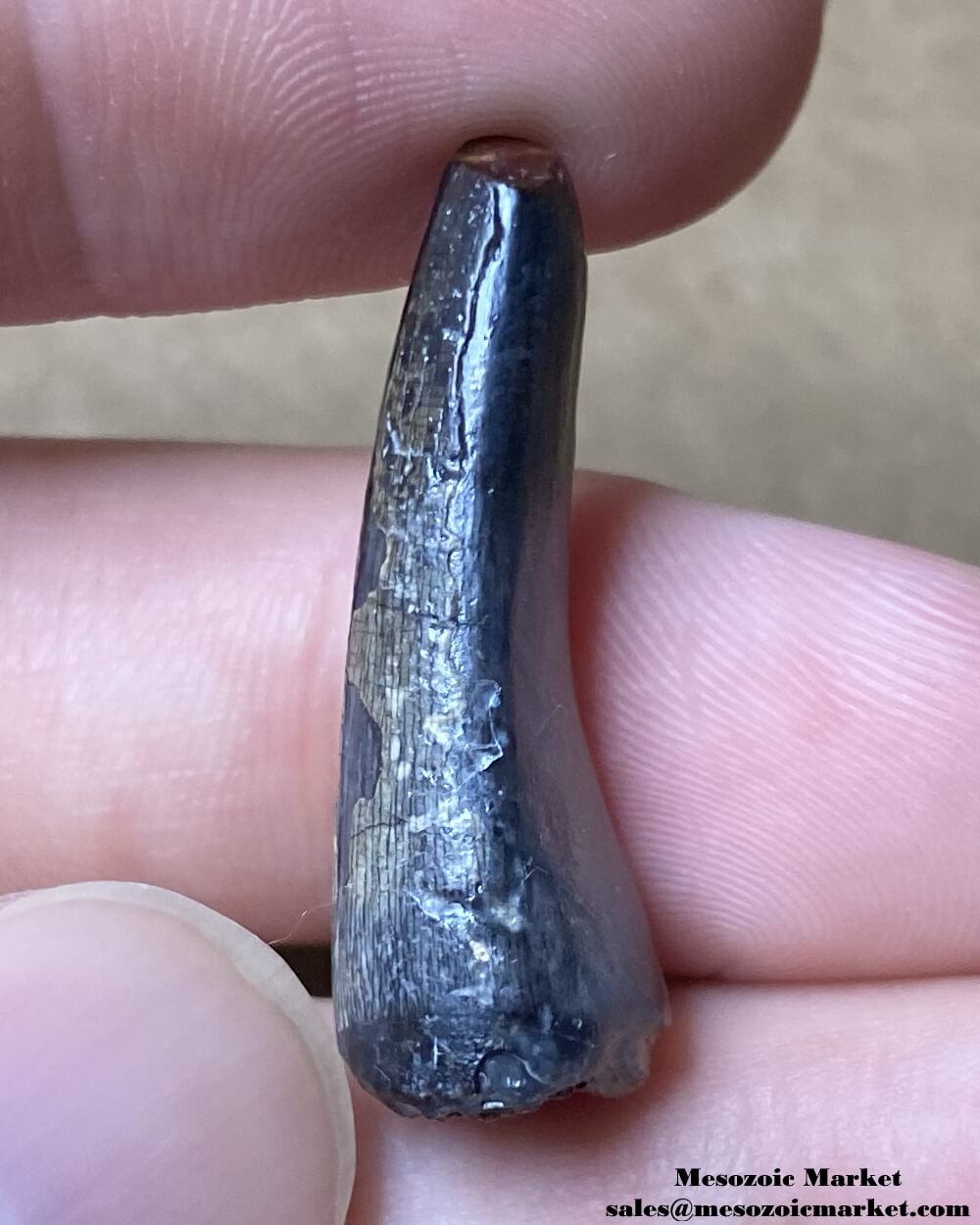 An image of a fossilized tooth from an extinct crocodylomorph.