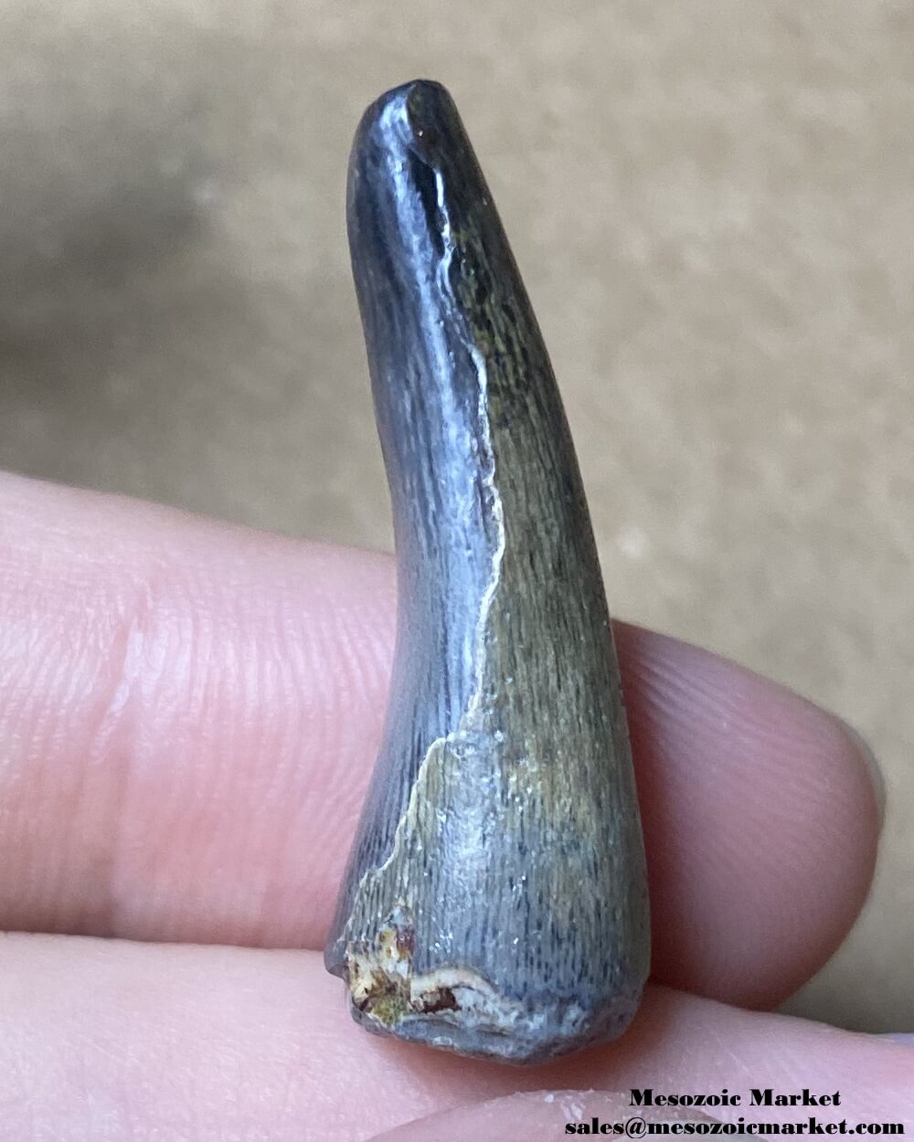 An image of a fossilized tooth from an extinct crocodylomorph.