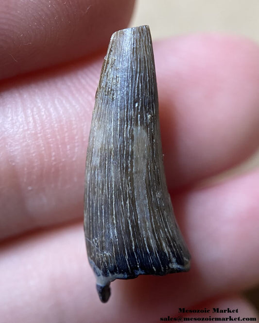 An image of a fossilized tooth from an extinct Paleocene crocodile.