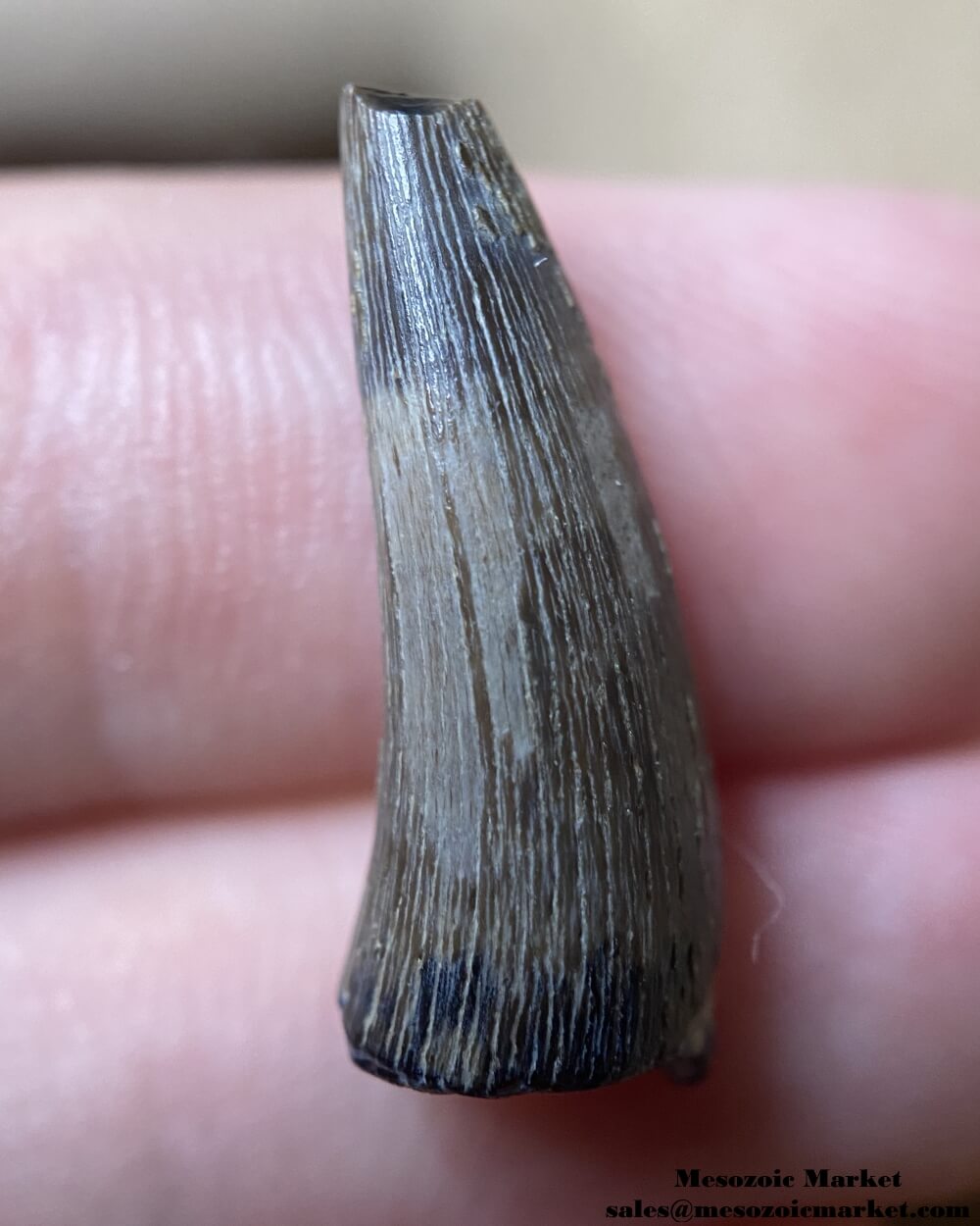 An image of a fossilized tooth from an extinct Paleocene crocodile.