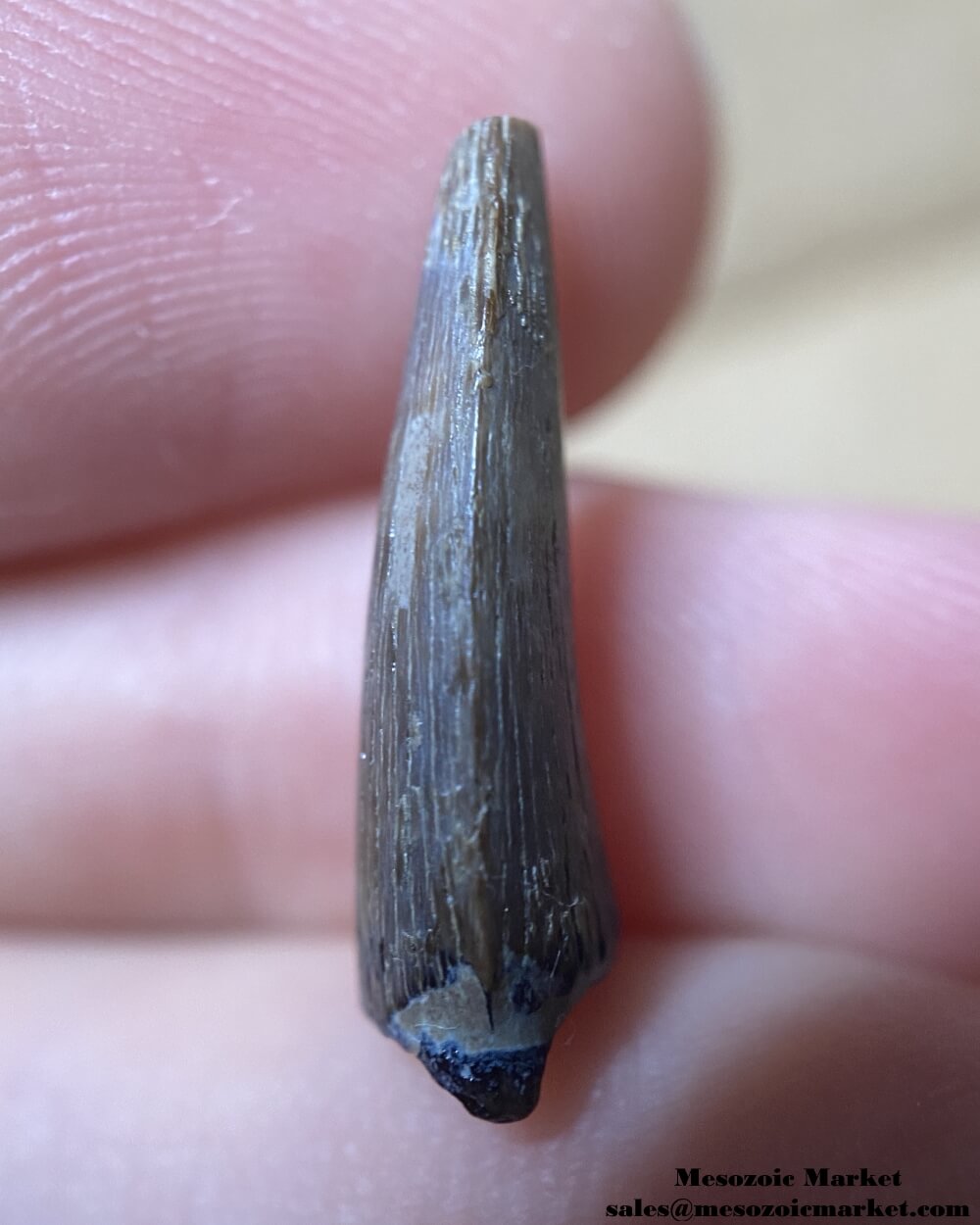 An image of a fossilized tooth from an extinct Paleocene crocodile.