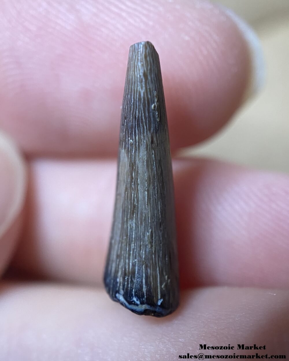 An image of a fossilized tooth from an extinct Paleocene crocodile.