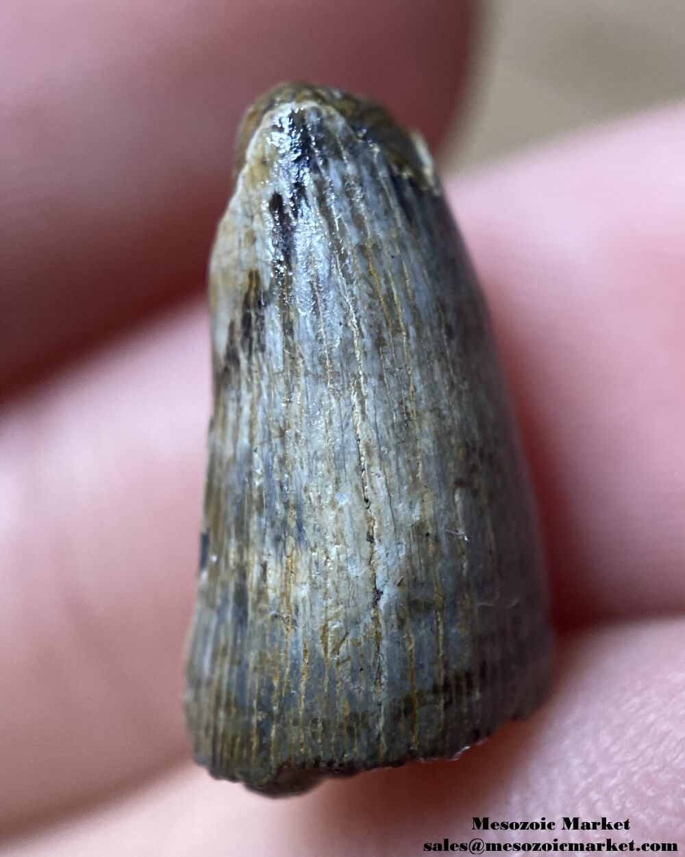 An image of a worn fossilized tooth from an extinct crocodylomorph.