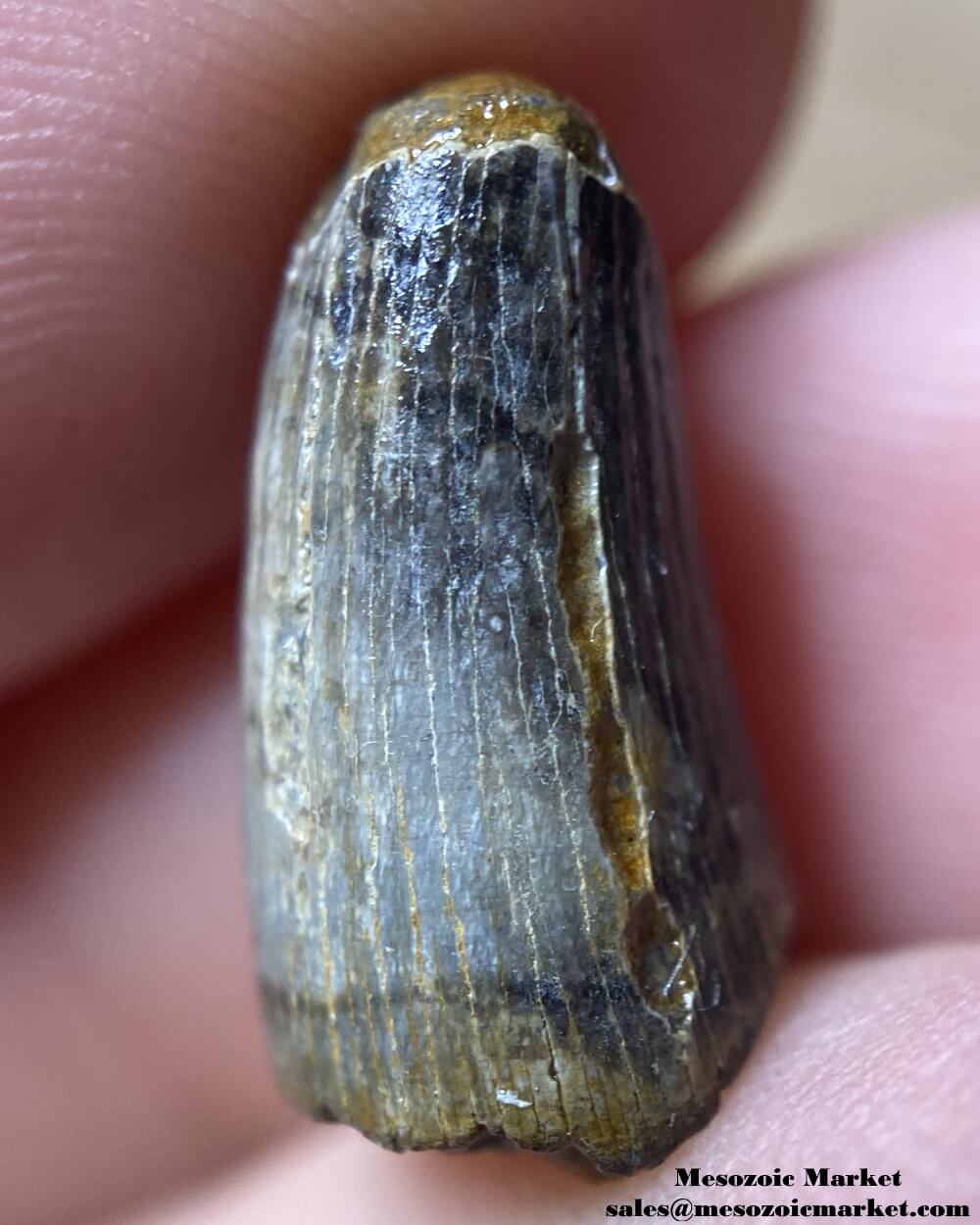 An image of a worn fossilized tooth from an extinct crocodylomorph.