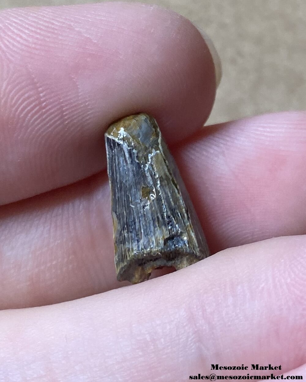 An image of a worn fossilized tooth from an extinct crocodylomorph.