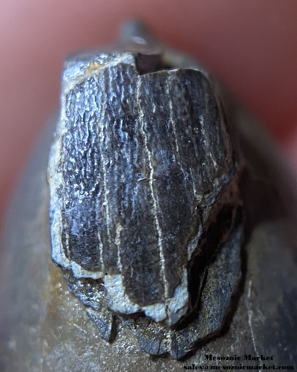 An image of a closeup view of a fossilized tooth from the giant extinct alligator, Deinosuchus.