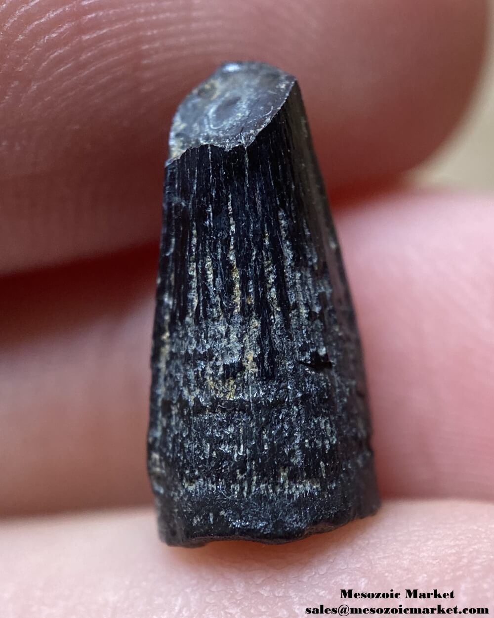 An image of a fossilized tooth from an extinct crocodylomorph.