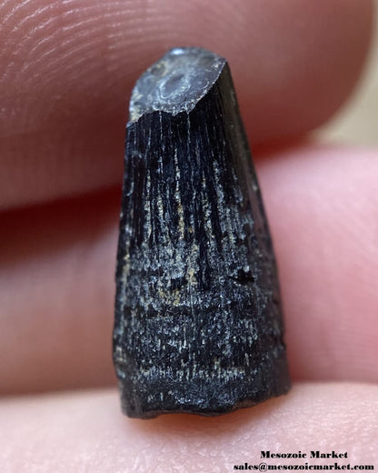 An image of a fossilized tooth from an extinct crocodylomorph.