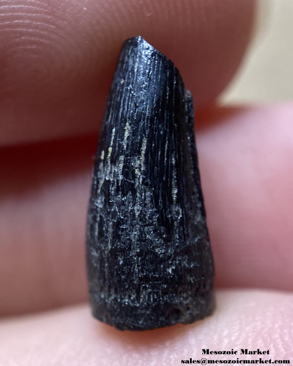 An image of a fossilized tooth from an extinct crocodylomorph.