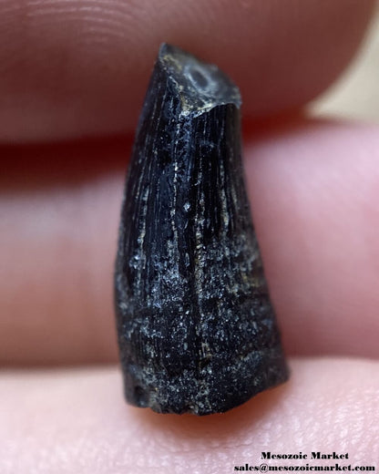 An image of a fossilized tooth from an extinct crocodylomorph.