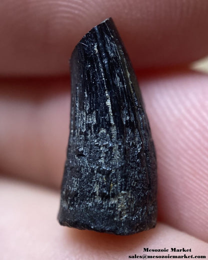 An image of a fossilized tooth from an extinct crocodylomorph.