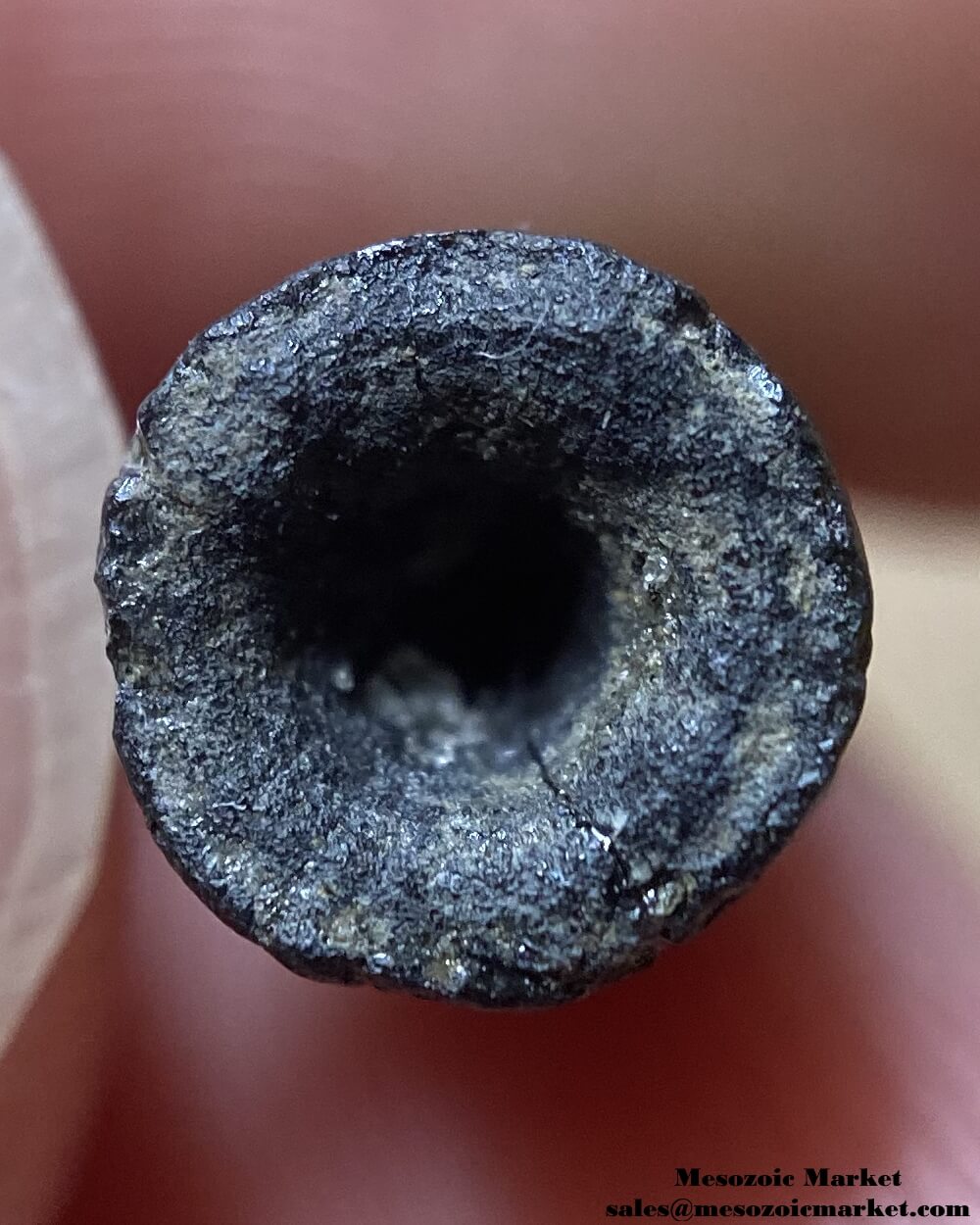 An image of a fossilized tooth cross-section from an extinct crocodylomorph.