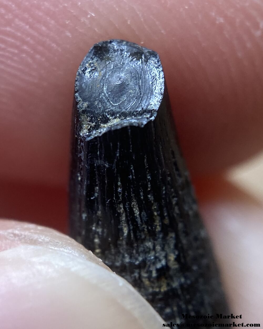 An image showing a closeup view of the worn tip of a tooth from an extinct crocodylomorph.