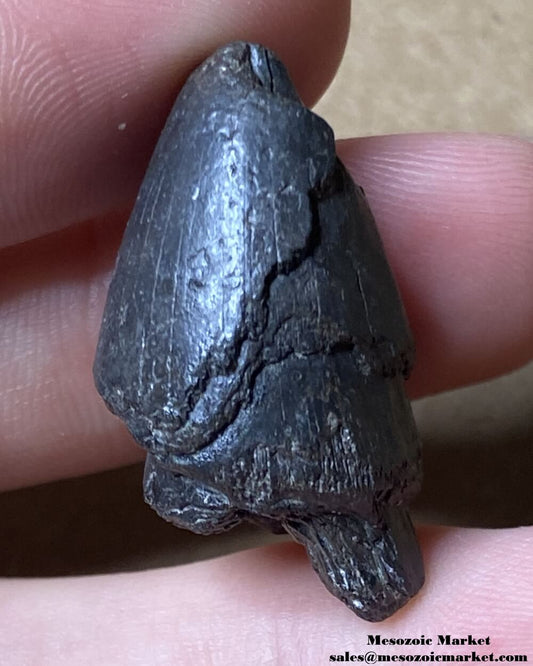 An image of a fossilized tooth from the giant extinct alligator, Deinosuchus.