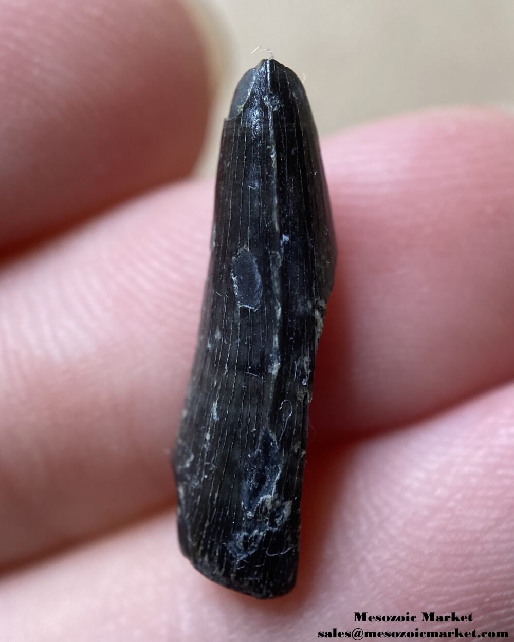 An image of a fossilized tooth fragment from an extinct crocodylomorph.