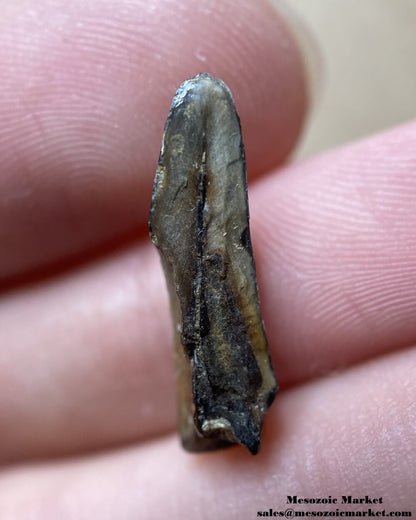 An image of a fossilized tooth fragment from an extinct crocodylomorph.