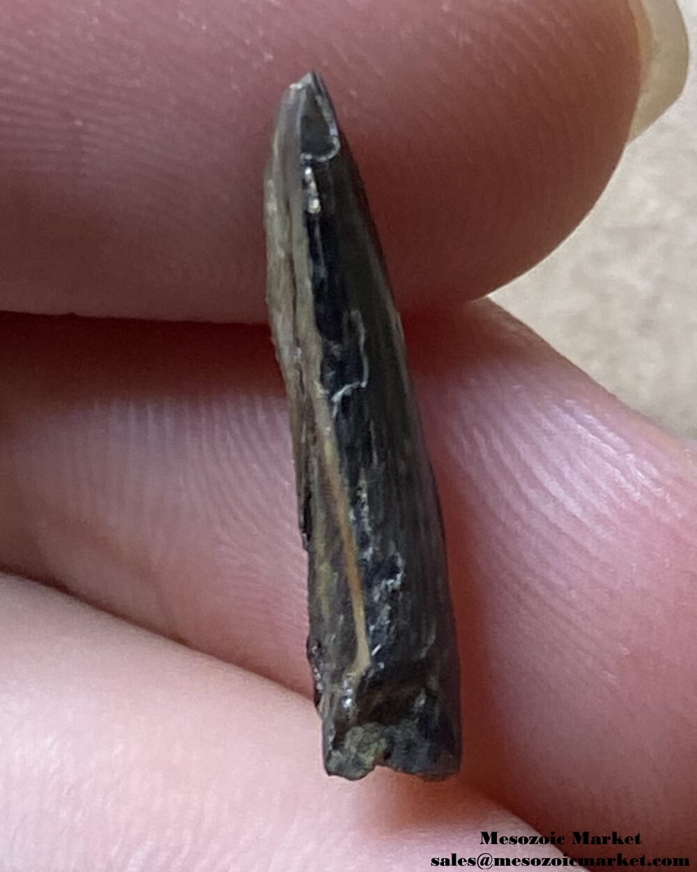 An image of a fossilized tooth fragment from an extinct crocodylomorph.