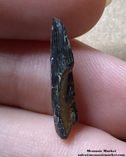 An image of a fossilized tooth fragment from an extinct crocodylomorph.