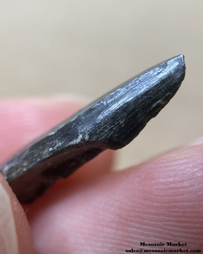 An image of a closeup view of a fossilized tooth fragment from an extinct crocodylomorph.