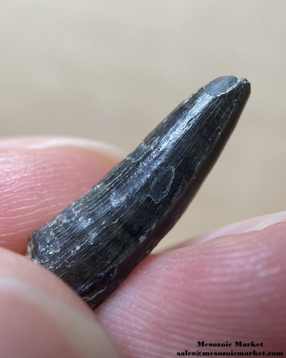 An image of a closeup view of a fossilized tooth fragment from an extinct crocodylomorph.