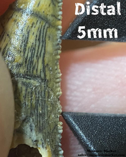 An image of the distal serrations of a possible noasaurid or dromaeosaurid from the Cenomanian deposits of Morocco.